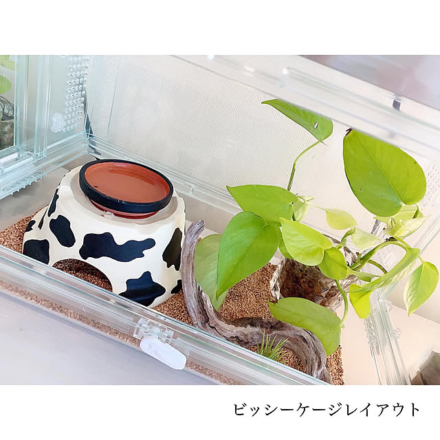 chaluさんの実例写真