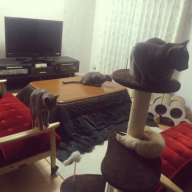 roshi3さんの実例写真