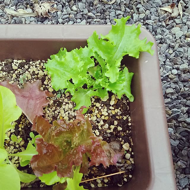 kuromiさんの実例写真