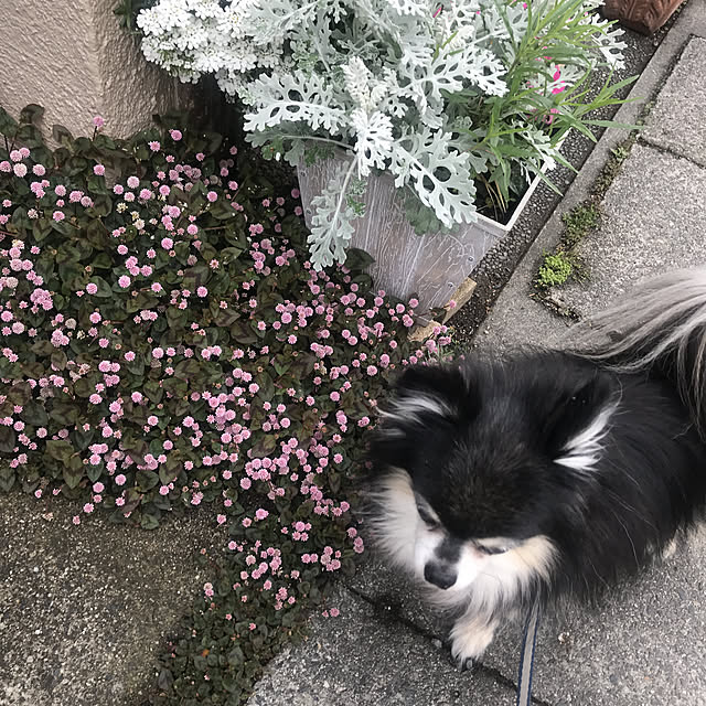 asako.10さんの実例写真