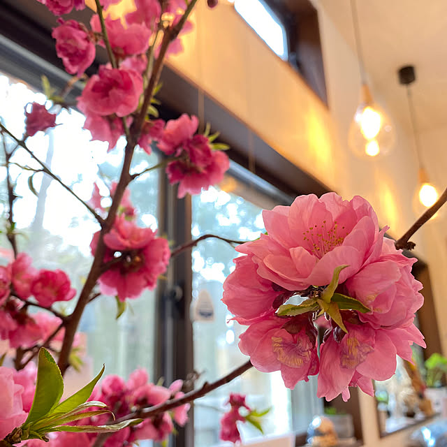 dongulikololinkoさんの実例写真