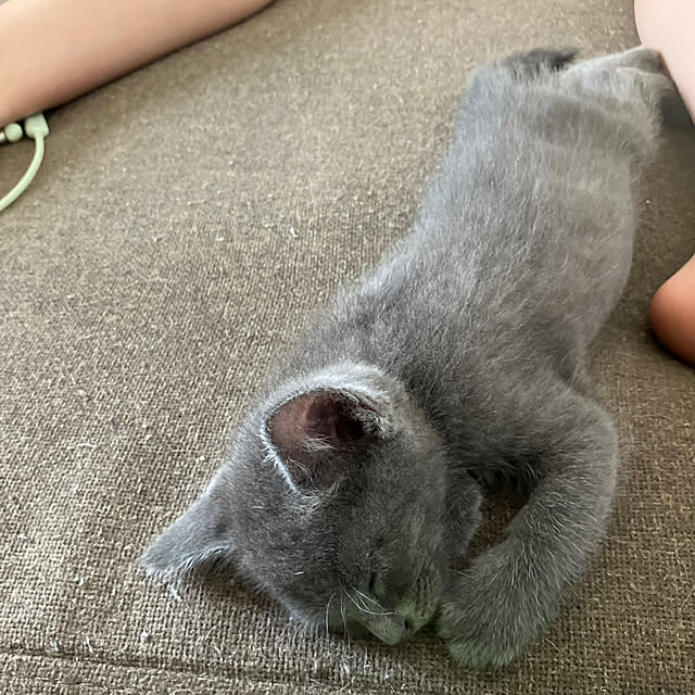nekoさんの実例写真