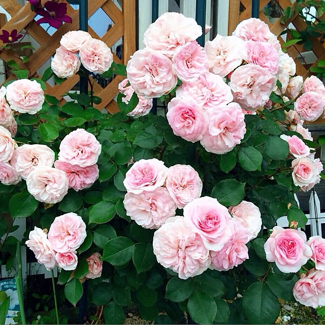 HappyRoseさんの実例写真