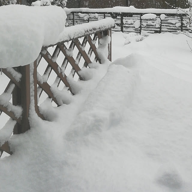 玄関/入り口/大雪/いつもいいね！ありがとうございます♪/いいね！ありがとうございます♪のインテリア実例 - 2021-12-28 21:19:47