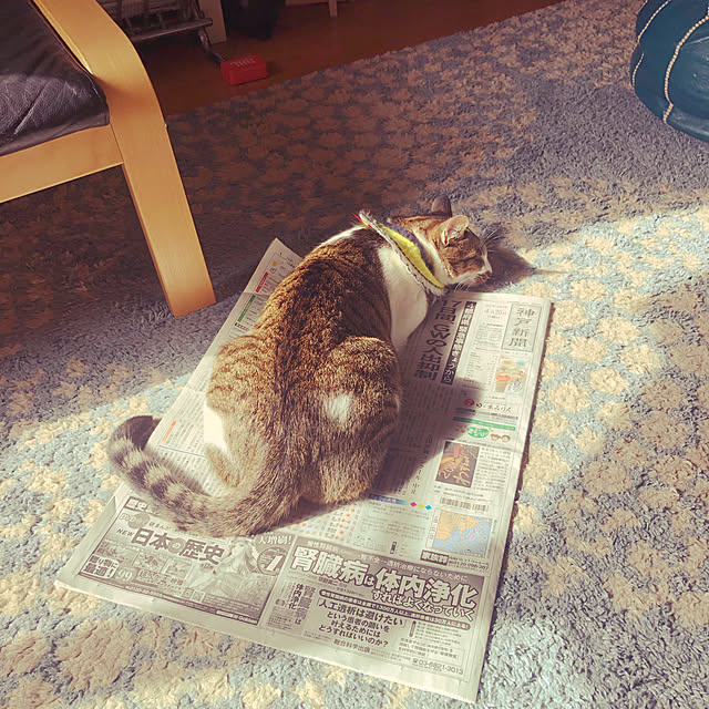 jijiさんの実例写真
