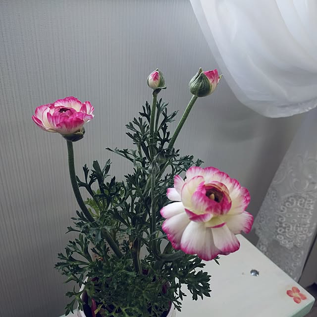 kotohimeさんの実例写真