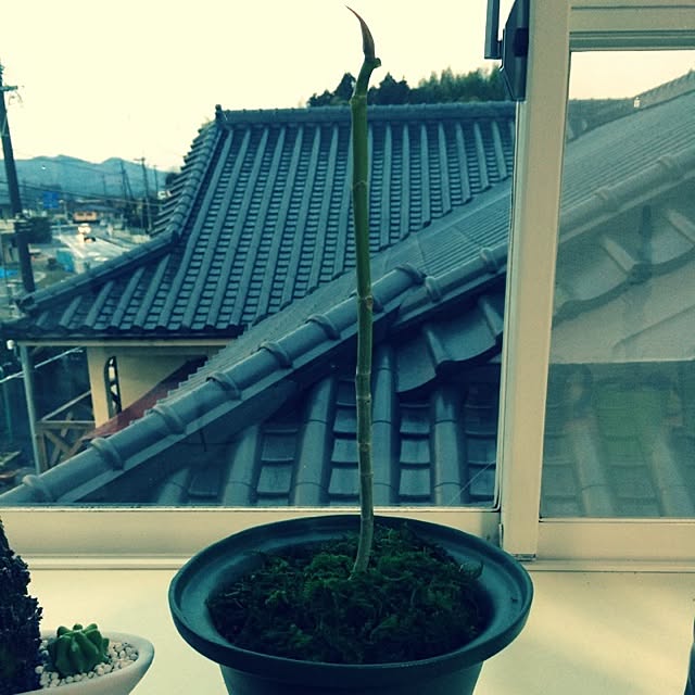 ashra96さんの実例写真