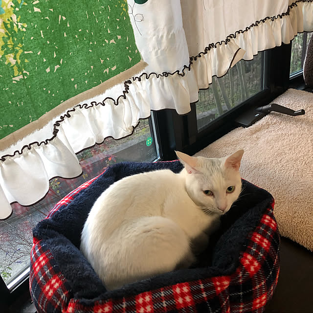 kumiさんの実例写真