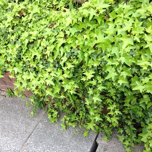 Kumikoさんの実例写真