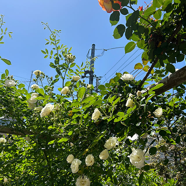 botanさんの部屋