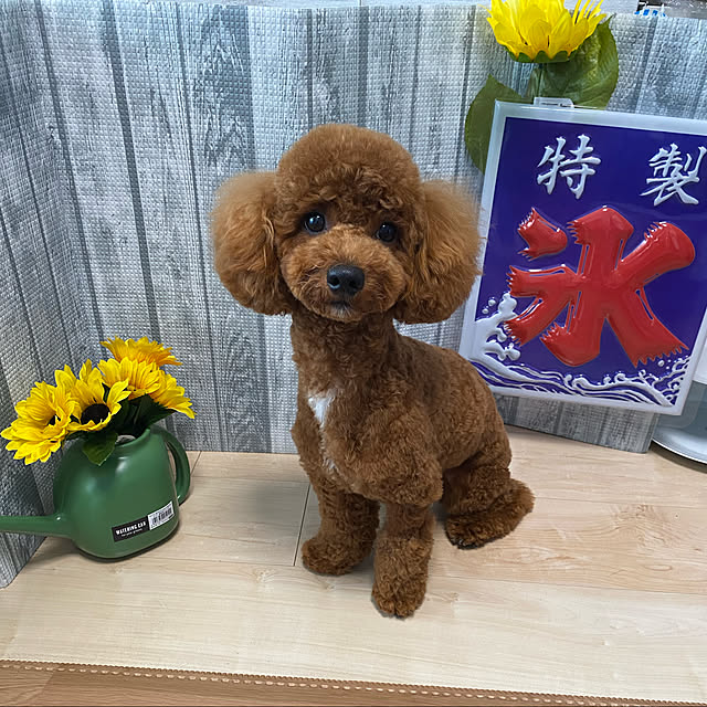 meronkunさんの実例写真