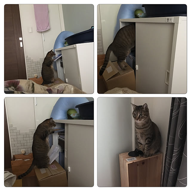 mikomaruさんの実例写真