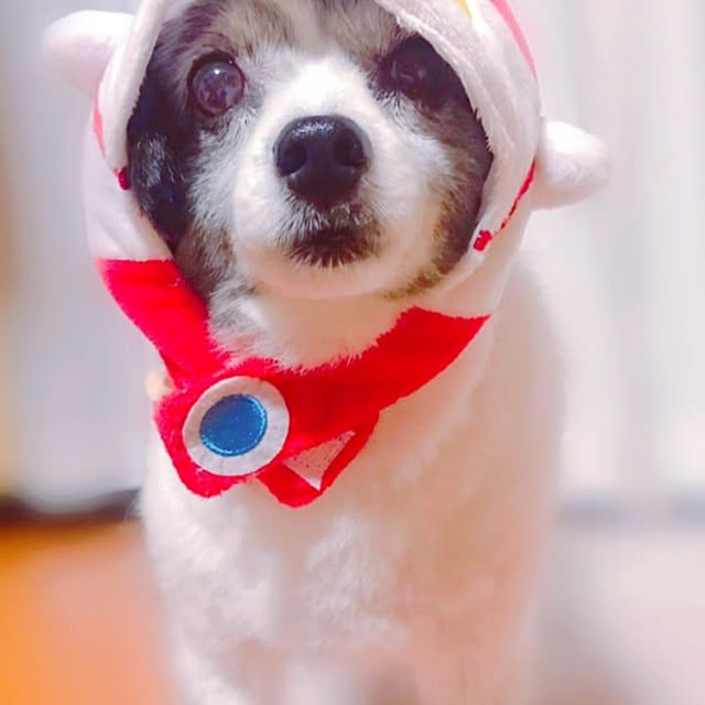 実例写真