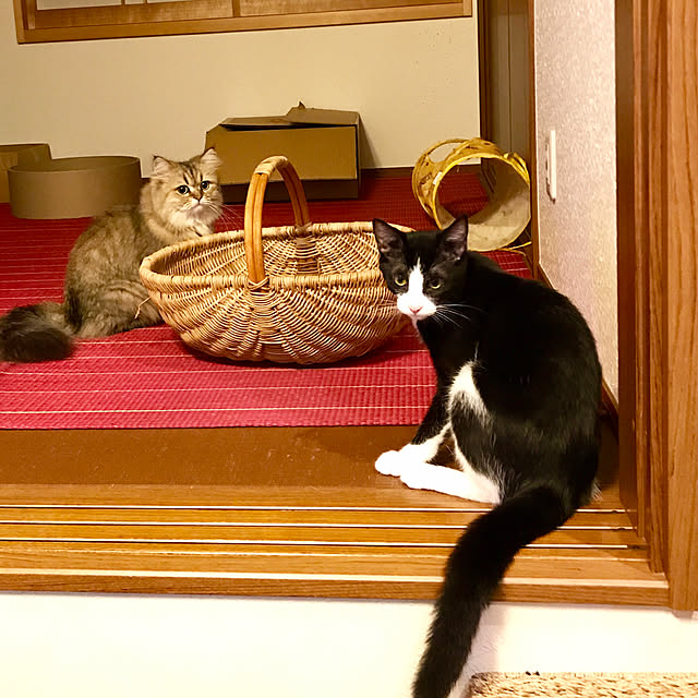butachanさんの実例写真
