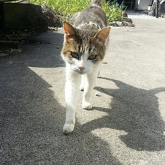 lemoned1126さんの実例写真