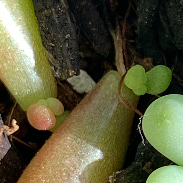 nomnom888さんの実例写真