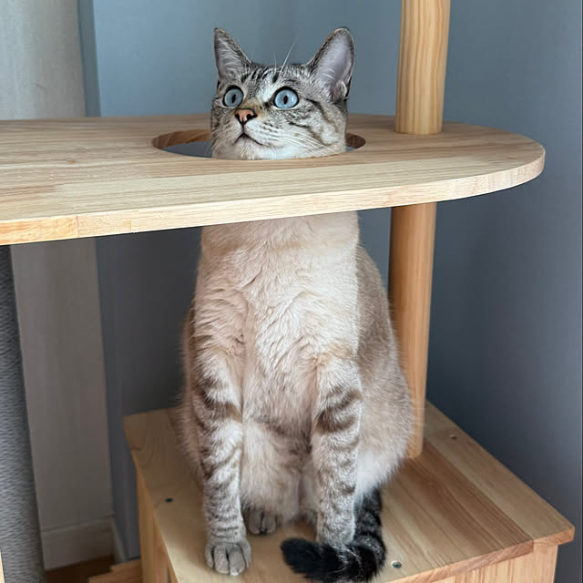 amさんの実例写真