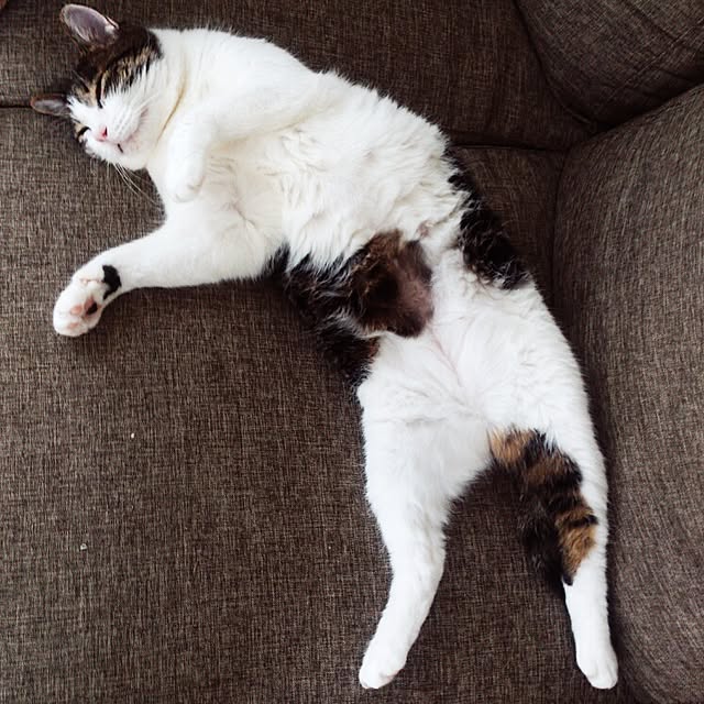 minkokoさんの実例写真