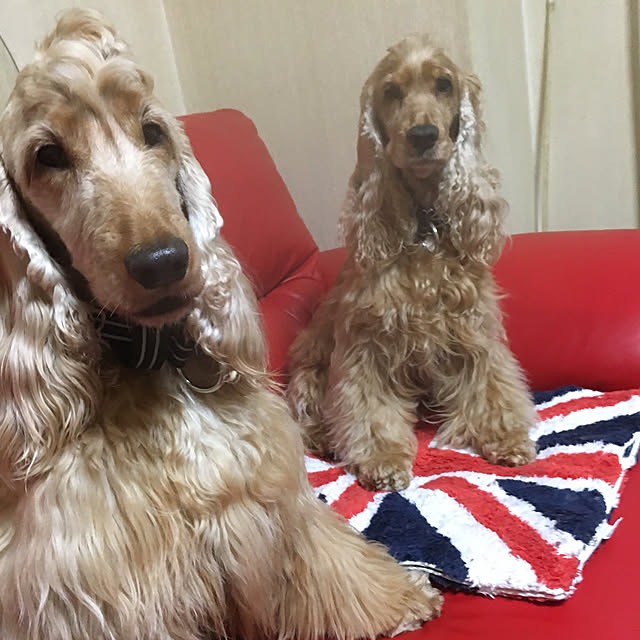 nousagiさんの実例写真