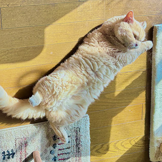 naokoさんの実例写真