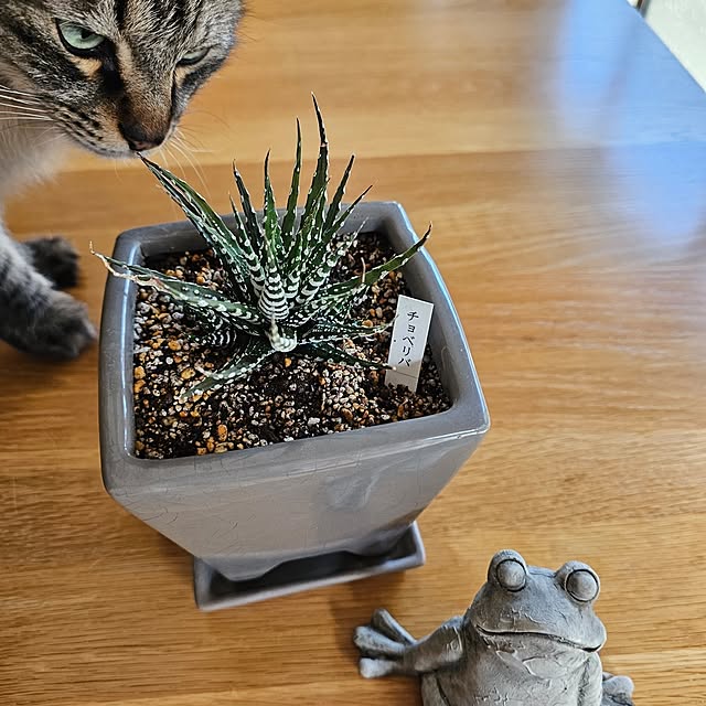 makoさんの実例写真