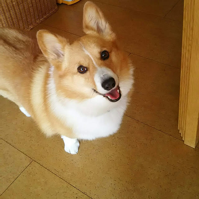 tenntennさんの実例写真