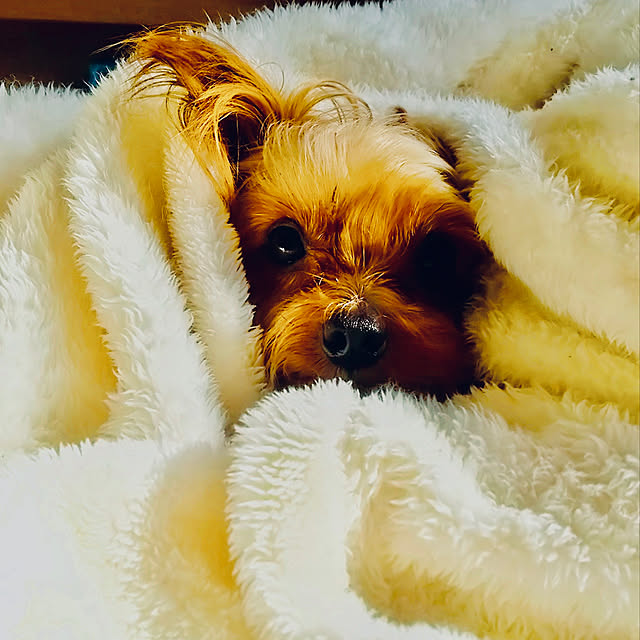 CoCo617さんの実例写真