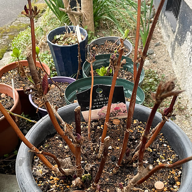 buchiさんの部屋