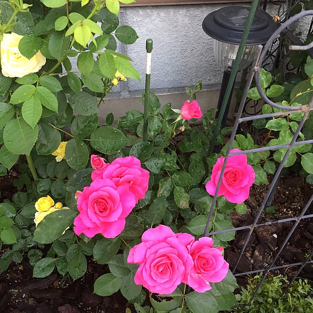 greenroseさんの実例写真