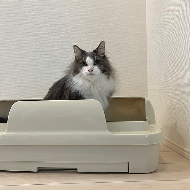 バス/トイレ/癒し/猫トイレ/ねこのいる日常/ニャンとも清潔トイレ...などのインテリア実例 - 2023-10-29 10:45:37