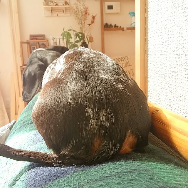 ayuminさんの実例写真