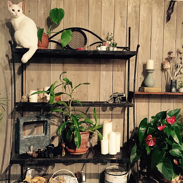 ru-kojiさんの実例写真