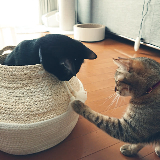 maikyさんの実例写真
