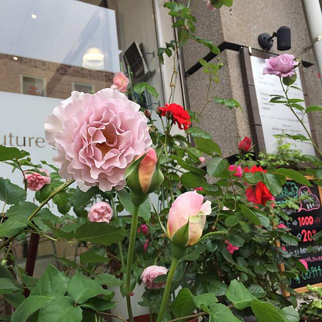 muku.doreamsさんの実例写真