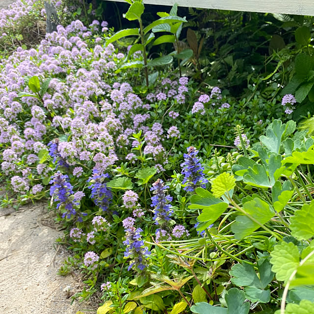 mintteaさんの部屋