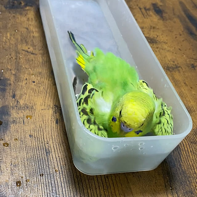 ohanaさんの実例写真