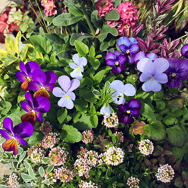 yukarin-gardenさんの実例写真