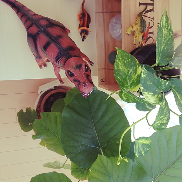 biberuさんの実例写真
