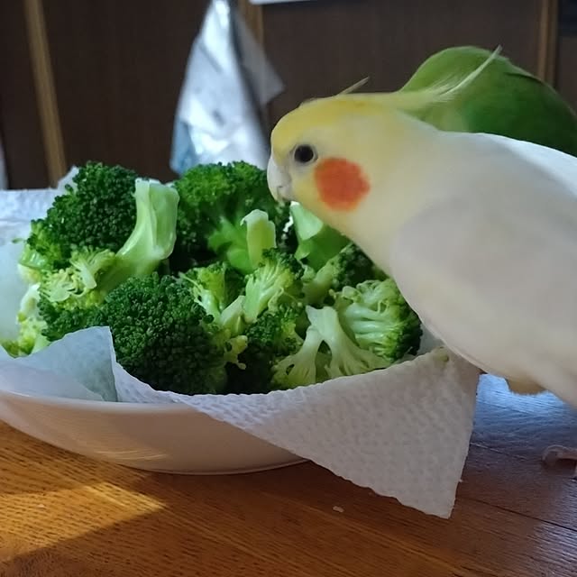 toratanさんの部屋