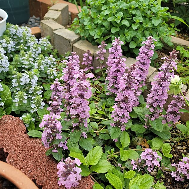 VIORAさんの実例写真