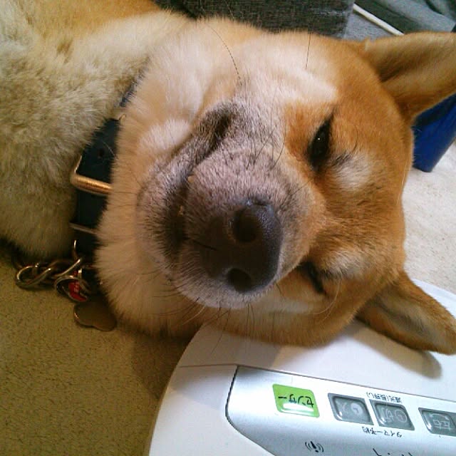 kotaさんの実例写真