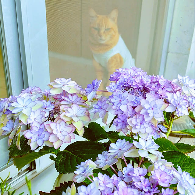 hanacocoさんの実例写真