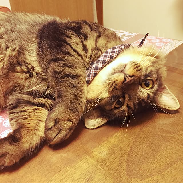 oniyomeさんの実例写真
