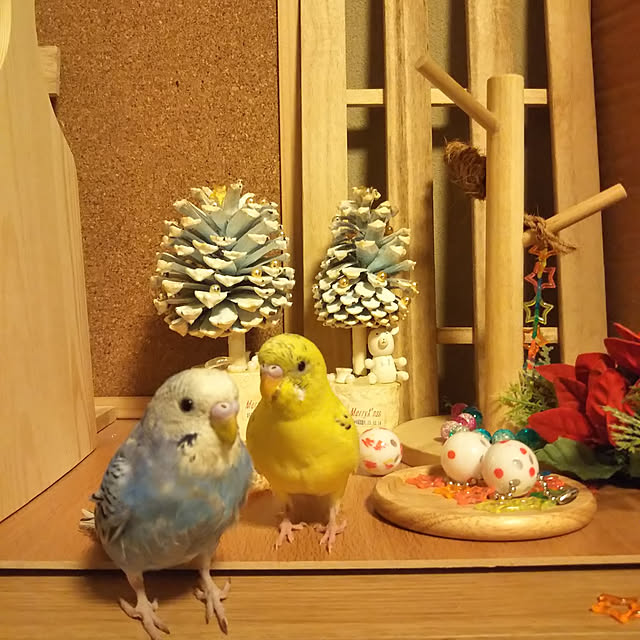 Tirorinさんの実例写真