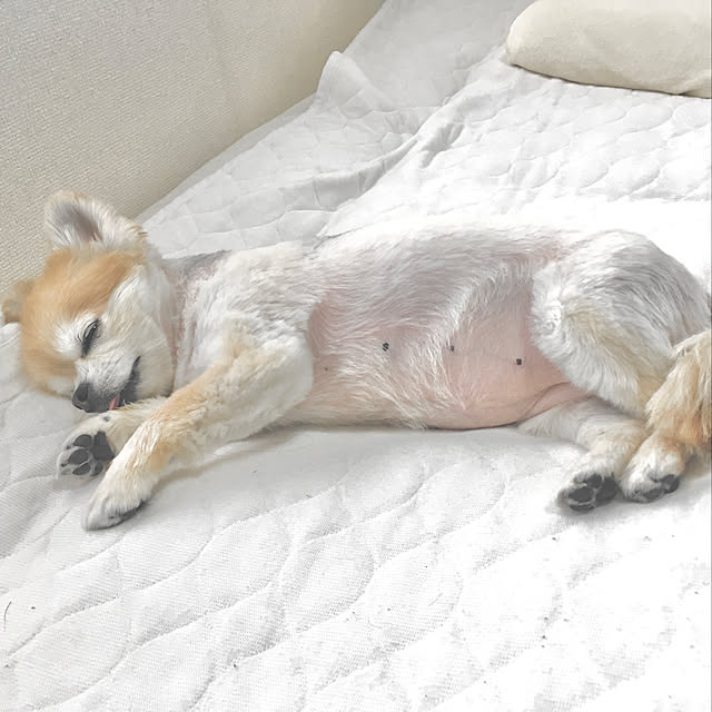 honiさんの実例写真