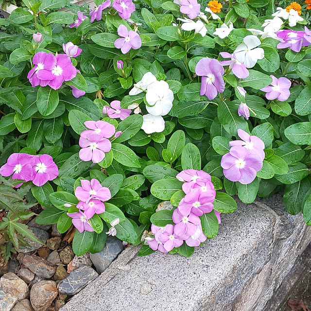 violetさんの実例写真