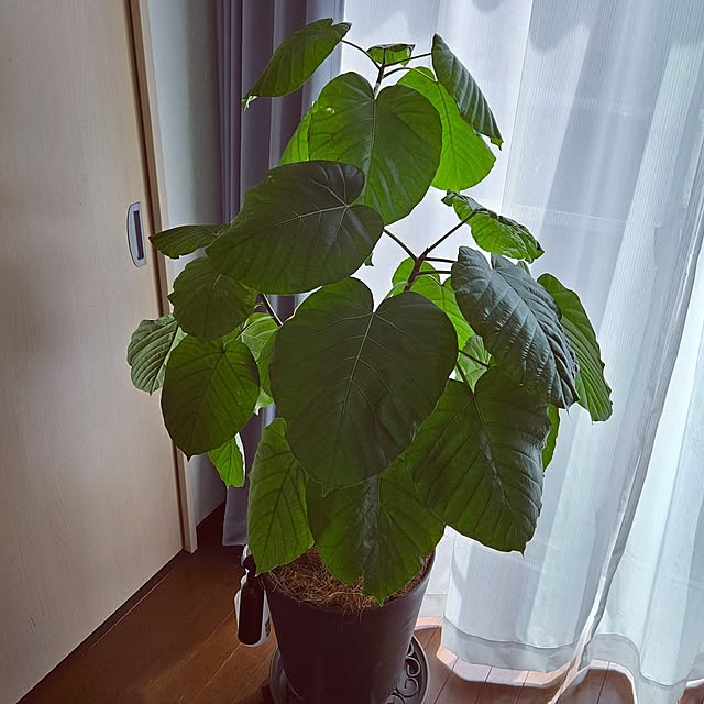 mocomocoさんの部屋