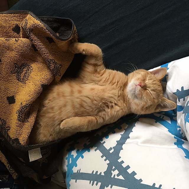 rumiさんの実例写真
