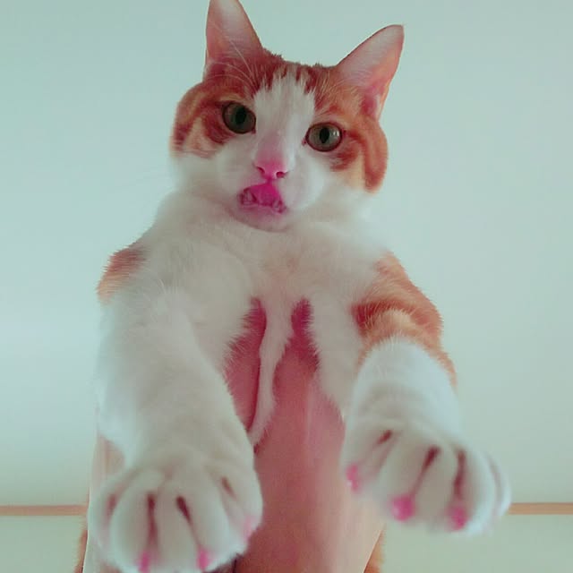 tamacharouさんの実例写真