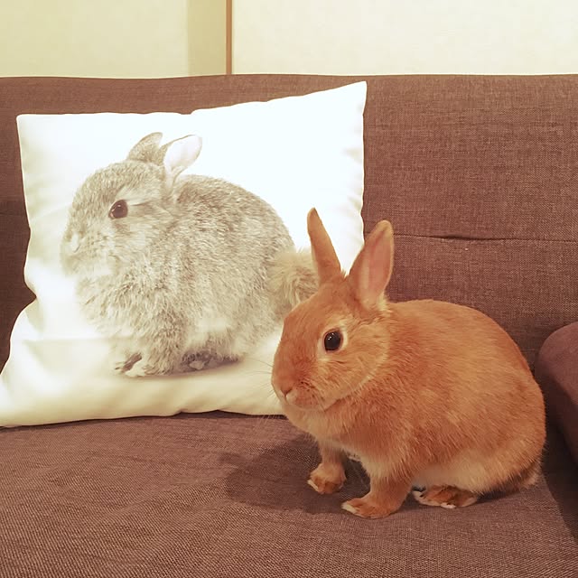switchさんの実例写真